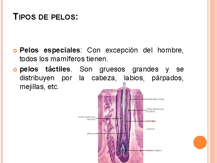TIPOS DE PELOS: Pelos especiales: Con excepción del hombre, todos los mamíferos tienen. pelos TIPOS DE PELOS: Pelos especiales: Con excepción del hombre, todos los mamíferos tienen. pelos