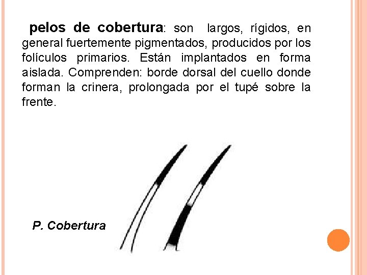 pelos de cobertura: son largos, rígidos, en general fuertemente pigmentados, producidos por los pelos de cobertura: son largos, rígidos, en general fuertemente pigmentados, producidos por los