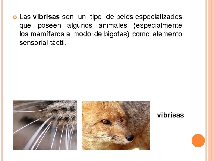 Las vibrisas son un tipo de pelos especializados que poseen algunos animales (especialmente Las vibrisas son un tipo de pelos especializados que poseen algunos animales (especialmente