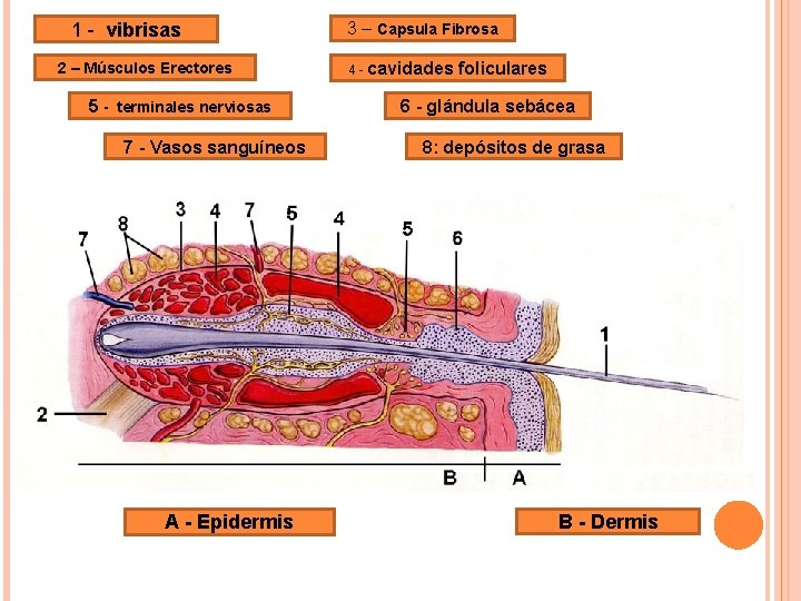 1 - vibrisas 2 – Músculos Erectores 5 - terminales nerviosas 7 - Vasos 1 - vibrisas 2 – Músculos Erectores 5 - terminales nerviosas 7 - Vasos