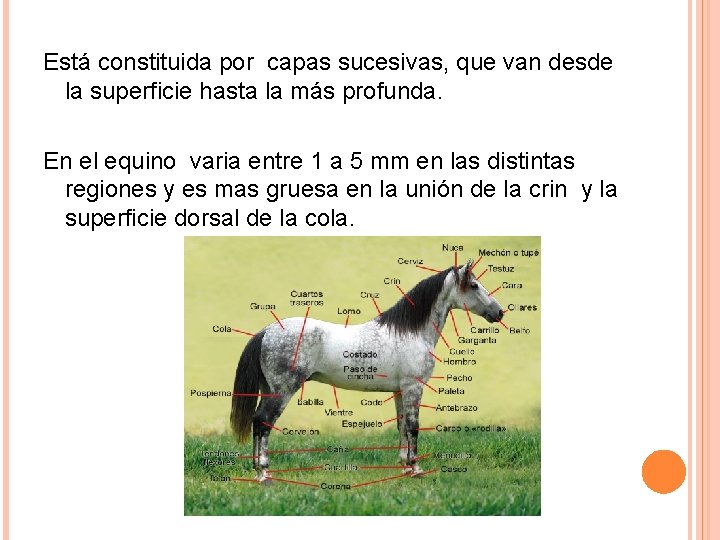 Está constituida por capas sucesivas, que van desde la superficie hasta la más profunda. Está constituida por capas sucesivas, que van desde la superficie hasta la más profunda.