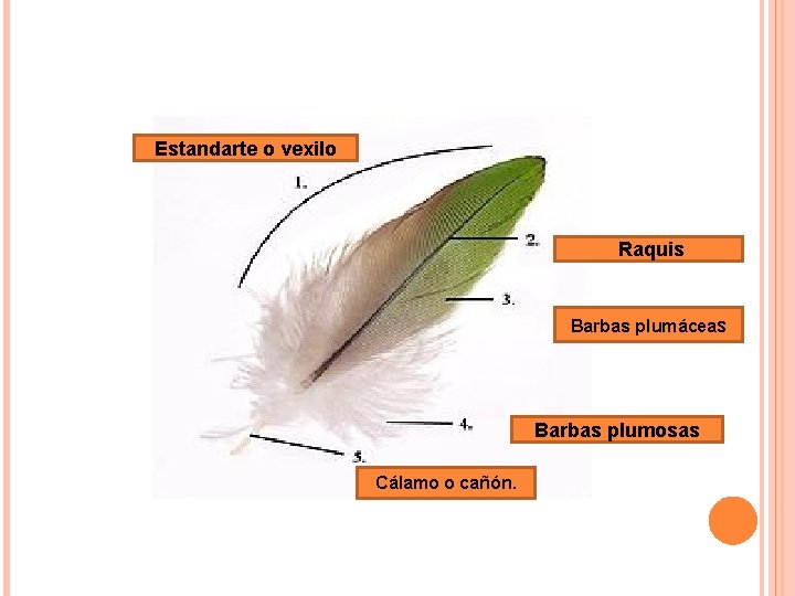 Estandarte o vexilo Raquis Barbas plumáceas Barbas plumosas Cálamo o cañón. Estandarte o vexilo Raquis Barbas plumáceas Barbas plumosas Cálamo o cañón.