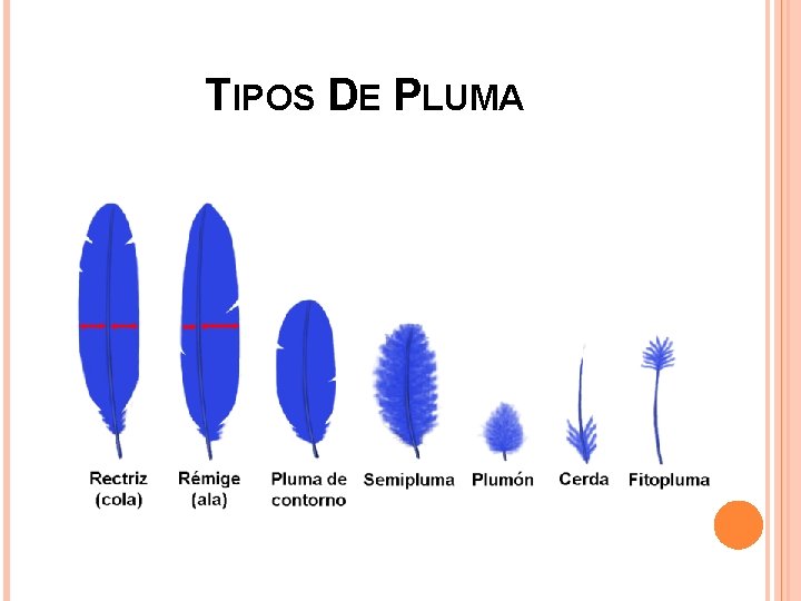 TIPOS DE PLUMA TIPOS DE PLUMA