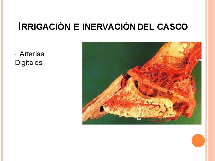 IRRIGACIÓN E INERVACIÓN DEL CASCO - Arterias Digitales IRRIGACIÓN E INERVACIÓN DEL CASCO - Arterias Digitales