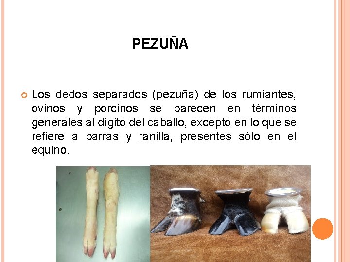 PEZUÑA Los dedos separados (pezuña) de los rumiantes, ovinos y porcinos se parecen en PEZUÑA Los dedos separados (pezuña) de los rumiantes, ovinos y porcinos se parecen en