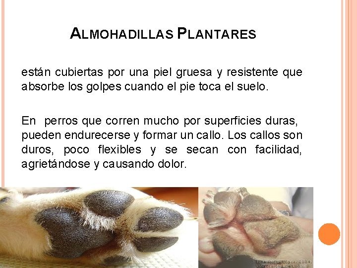 ALMOHADILLAS PLANTARES están cubiertas por una piel gruesa y resistente que absorbe los golpes ALMOHADILLAS PLANTARES están cubiertas por una piel gruesa y resistente que absorbe los golpes
