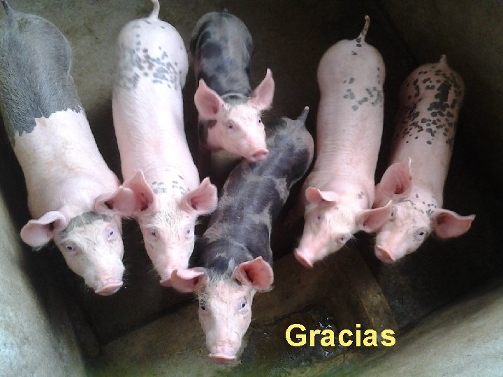 Gracias Gracias