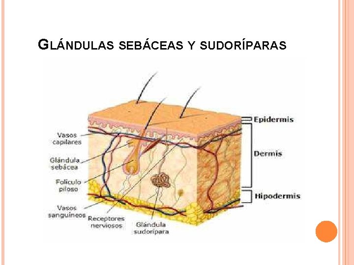 GLÁNDULAS SEBÁCEAS Y SUDORÍPARAS GLÁNDULAS SEBÁCEAS Y SUDORÍPARAS