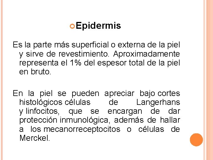 Epidermis Es la parte más superficial o externa de la piel y sirve Epidermis Es la parte más superficial o externa de la piel y sirve