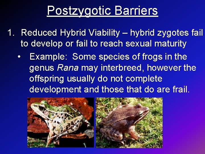 Postzygotic Barriers 1. Reduced Hybrid Viability – hybrid zygotes fail to develop or fail