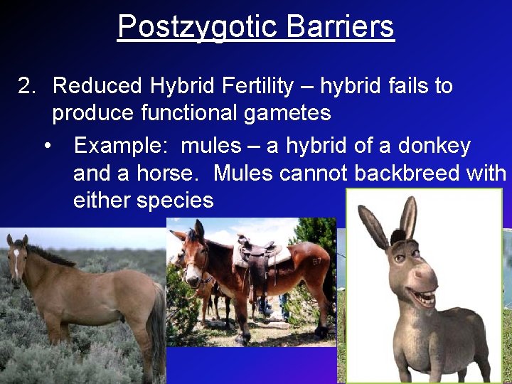 Postzygotic Barriers 2. Reduced Hybrid Fertility – hybrid fails to produce functional gametes •