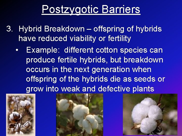 Postzygotic Barriers 3. Hybrid Breakdown – offspring of hybrids have reduced viability or fertility