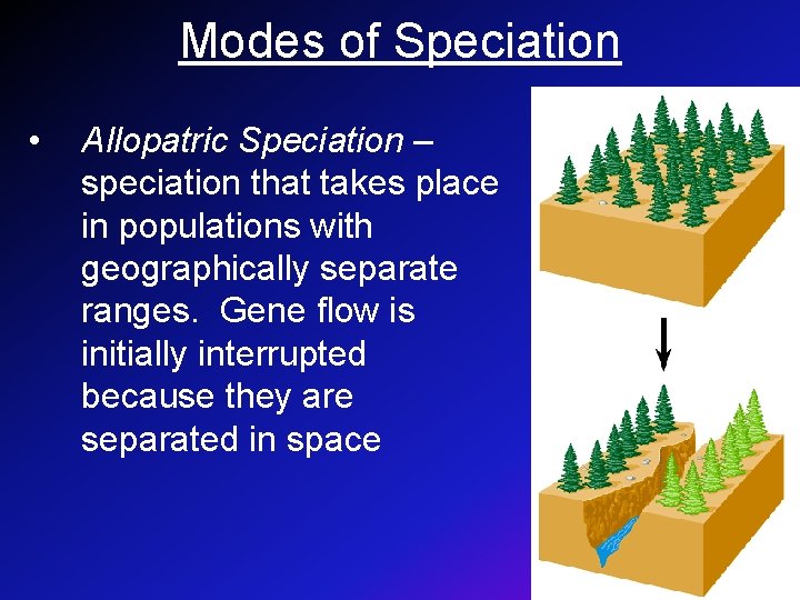 Modes of Speciation • Allopatric Speciation – speciation that takes place in populations with
