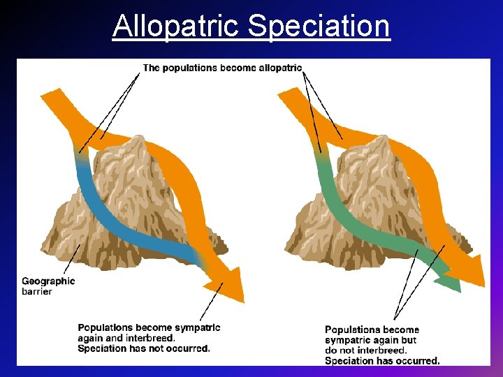 Allopatric Speciation 