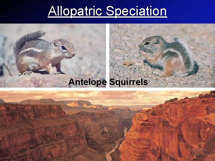Allopatric Speciation Antelope Squirrels 
