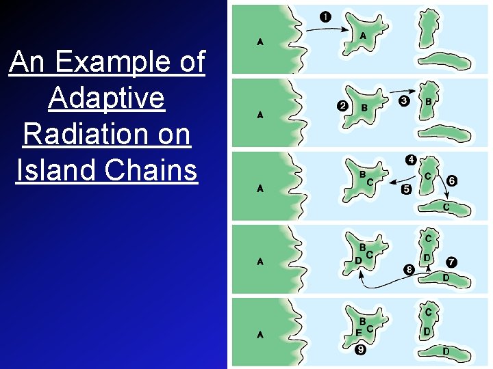 An Example of Adaptive Radiation on Island Chains 