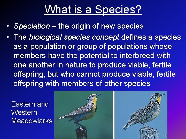 What is a Species? • Speciation – the origin of new species • The