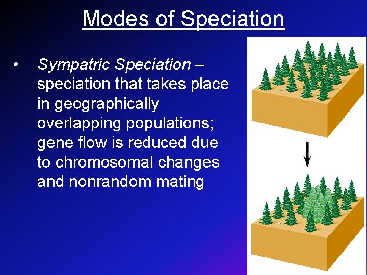 Modes of Speciation • Sympatric Speciation – speciation that takes place in geographically overlapping