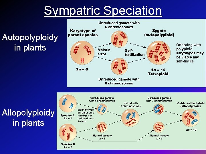 Sympatric Speciation Autopolyploidy in plants Allopolyploidy in plants 