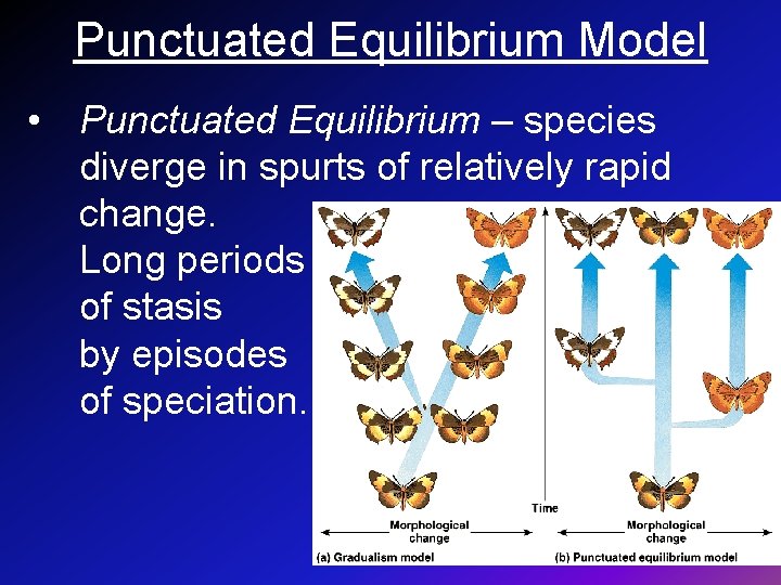 Punctuated Equilibrium Model • Punctuated Equilibrium – species diverge in spurts of relatively rapid