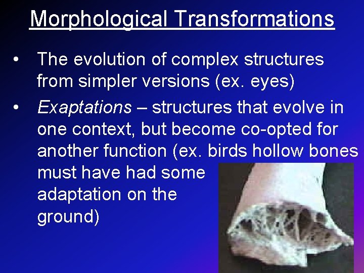 Morphological Transformations • The evolution of complex structures from simpler versions (ex. eyes) •