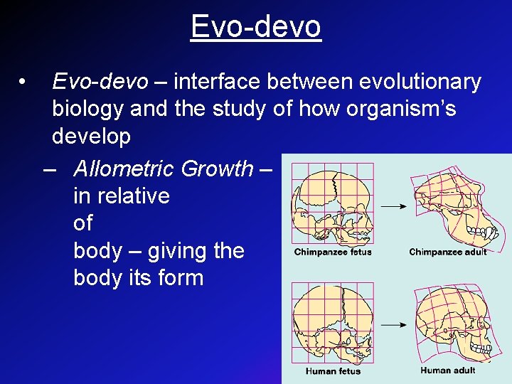 Evo-devo • Evo-devo – interface between evolutionary biology and the study of how organism’s