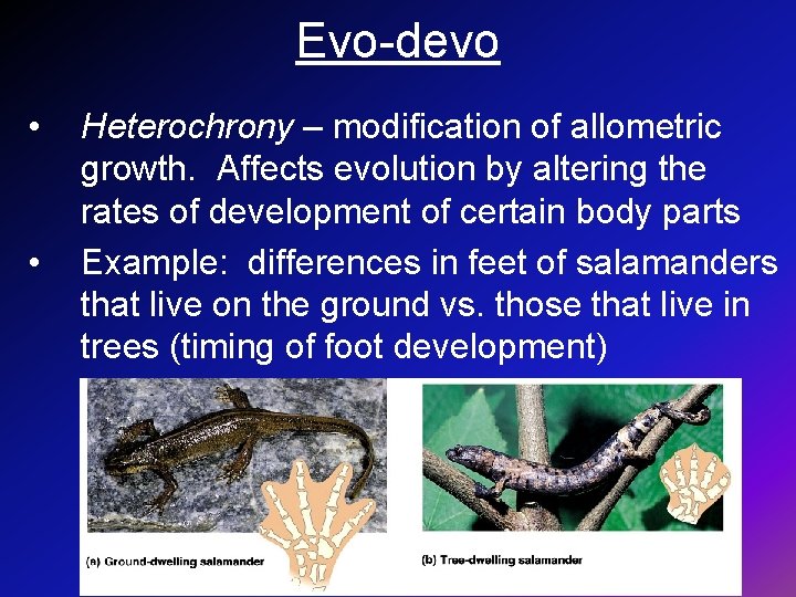 Evo-devo • • Heterochrony – modification of allometric growth. Affects evolution by altering the