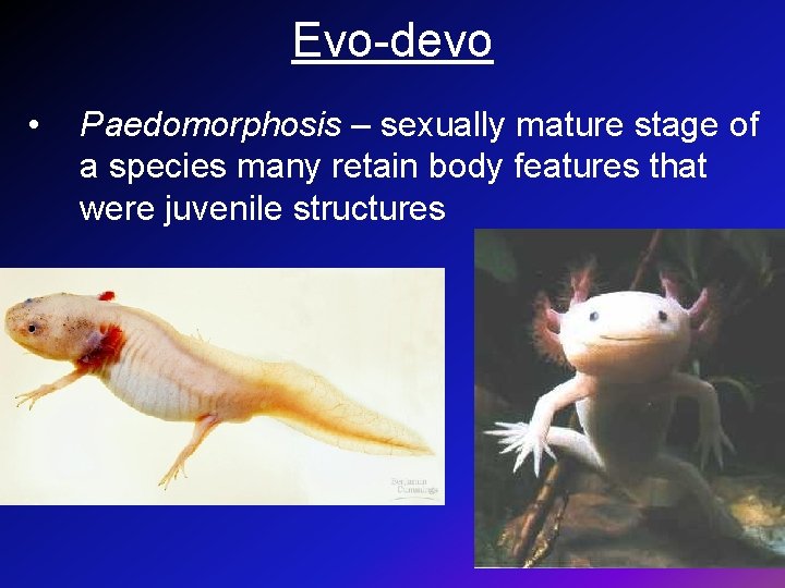 Evo-devo • Paedomorphosis – sexually mature stage of a species many retain body features