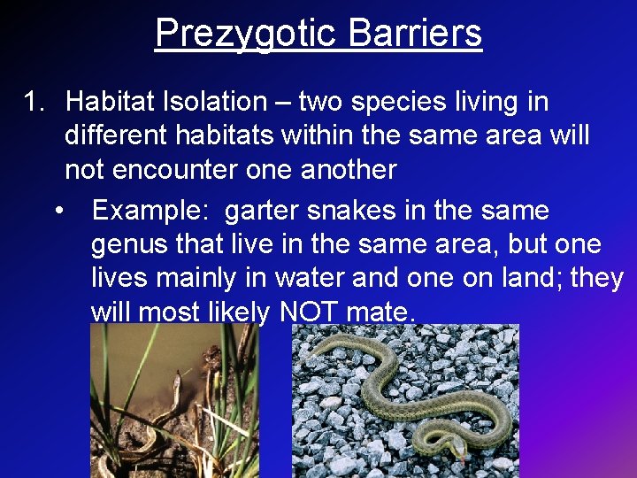 Prezygotic Barriers 1. Habitat Isolation – two species living in different habitats within the