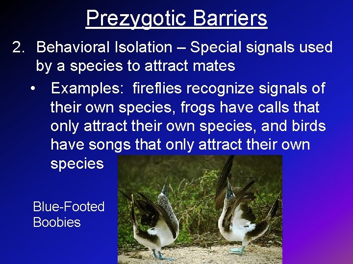Prezygotic Barriers 2. Behavioral Isolation – Special signals used by a species to attract