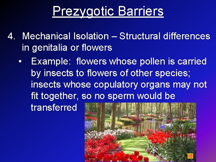 Prezygotic Barriers 4. Mechanical Isolation – Structural differences in genitalia or flowers • Example:
