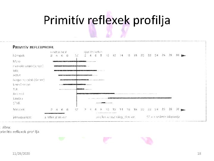Primitív reflexek profilja 11/28/2020 18 Primitív reflexek profilja 11/28/2020 18