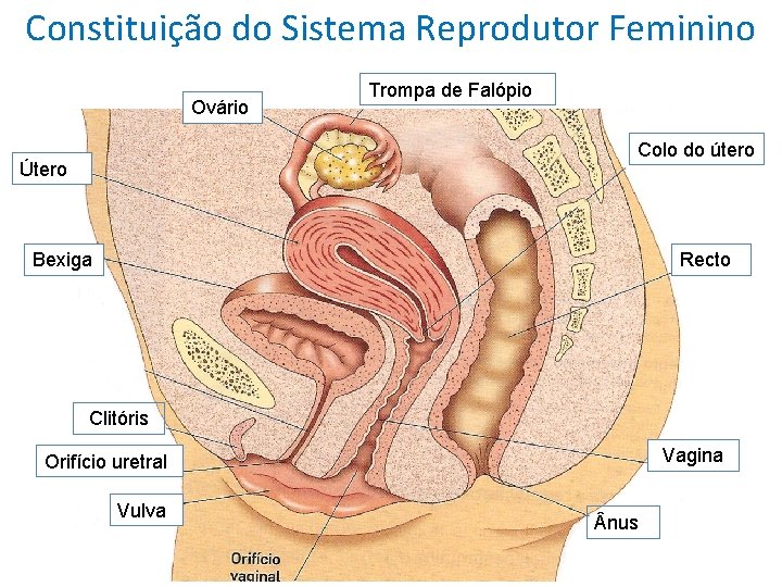 Constituição do Sistema Reprodutor Feminino Ovário Trompa de Falópio Colo do útero Útero Bexiga