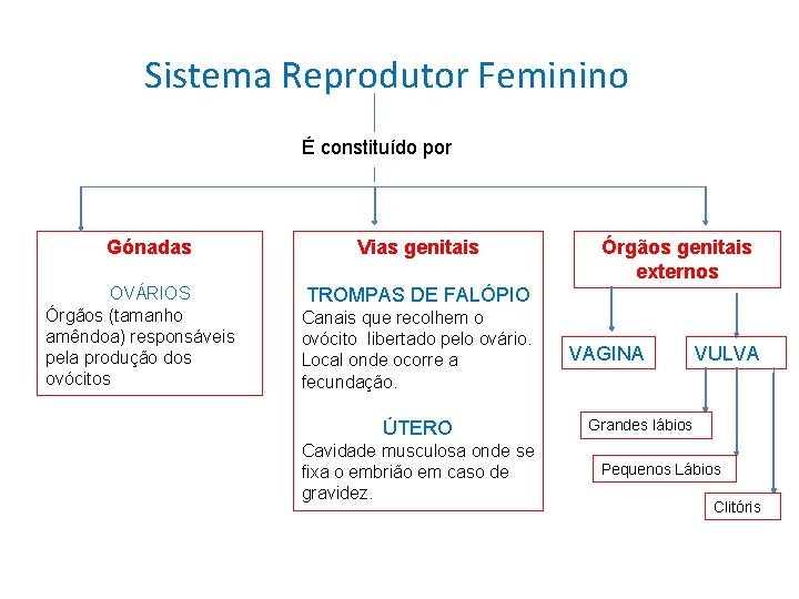 Sistema Reprodutor Feminino É constituído por Gónadas OVÁRIOS Órgãos (tamanho amêndoa) responsáveis pela produção