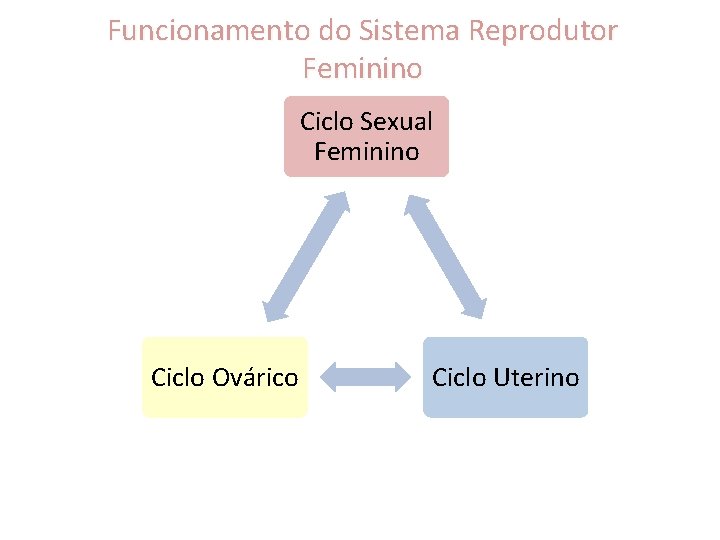 Funcionamento do Sistema Reprodutor Feminino Ciclo Sexual Feminino Ciclo Ovárico Ciclo Uterino 