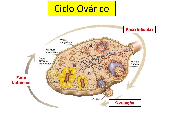 Ciclo Ovárico Fase folicular Fase Luteínica Ovulação 