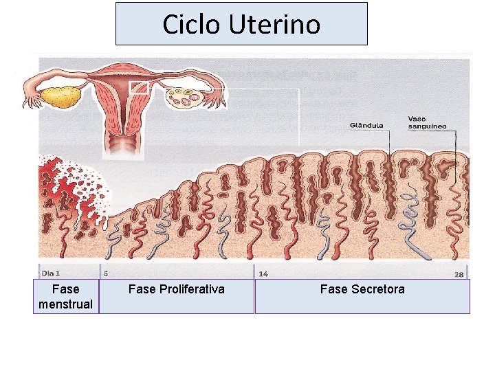 Ciclo Uterino Fase menstrual Fase Proliferativa Fase Secretora 