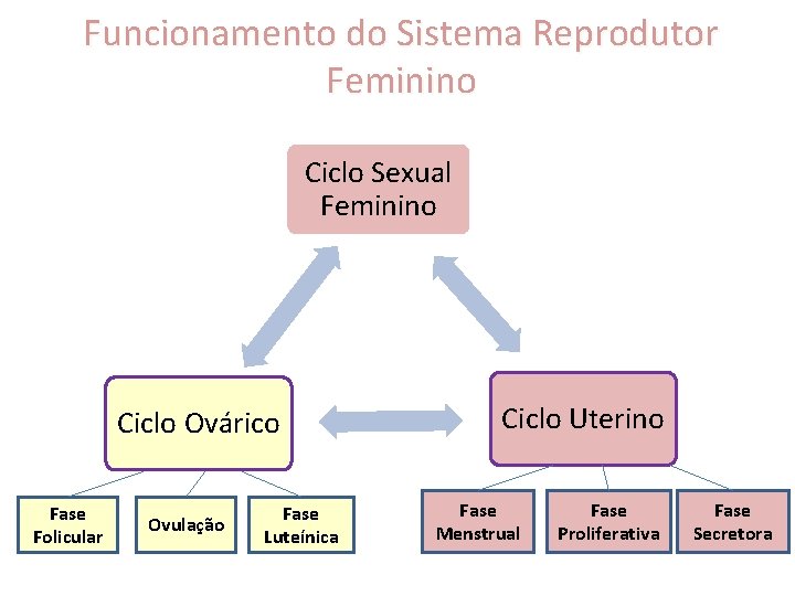 Funcionamento do Sistema Reprodutor Feminino Ciclo Sexual Feminino Ciclo Ovárico Fase Folicular Ovulação Fase