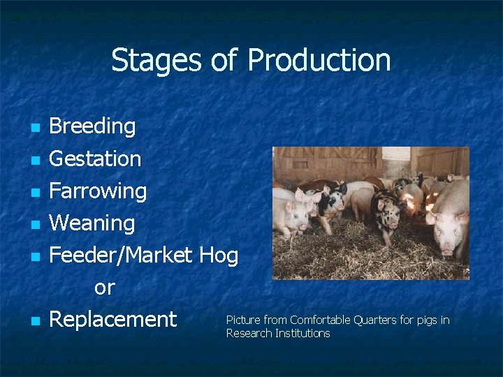 Stages of Production n n n Breeding Gestation Farrowing Weaning Feeder/Market Hog or Picture