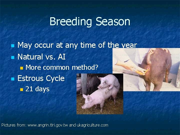 Breeding Season n n May occur at any time of the year Natural vs.