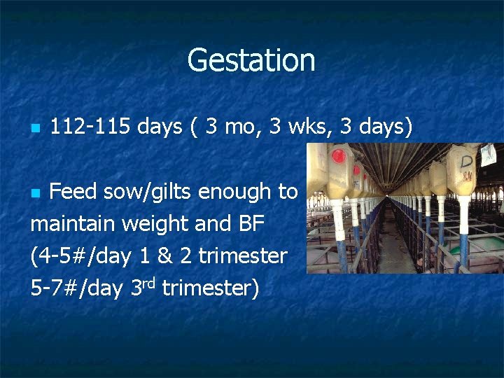 Gestation n 112 -115 days ( 3 mo, 3 wks, 3 days) Feed sow/gilts