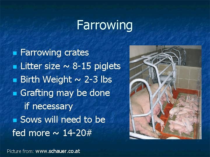 Farrowing crates n Litter size ~ 8 -15 piglets n Birth Weight ~ 2