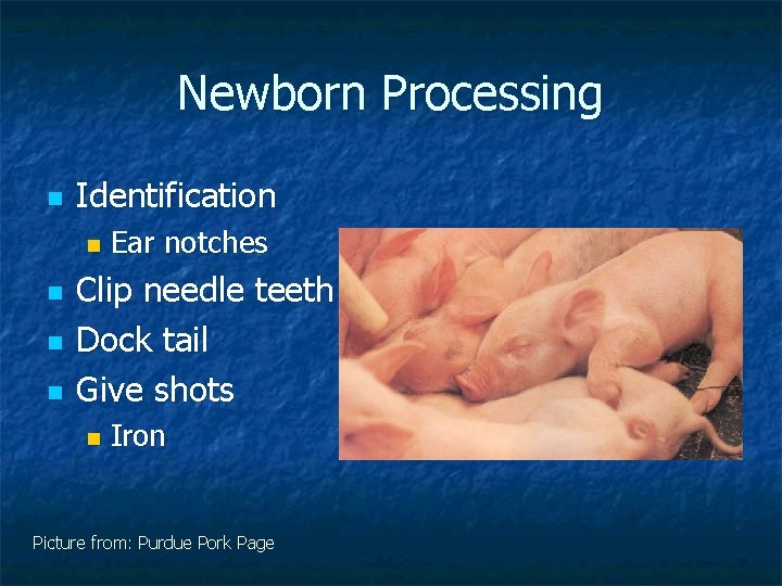 Newborn Processing n Identification n n Ear notches Clip needle teeth Dock tail Give