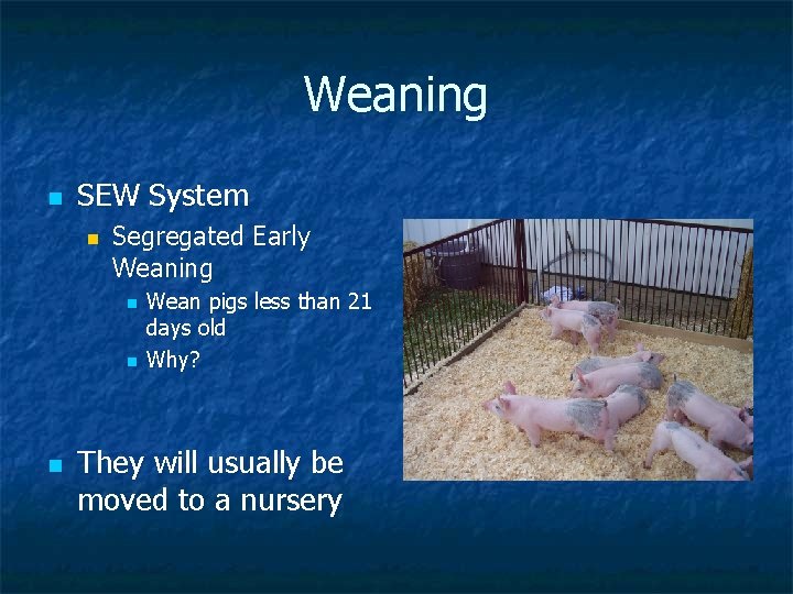 Weaning n SEW System n Segregated Early Weaning n n n Wean pigs less