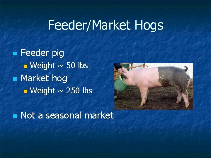Feeder/Market Hogs n Feeder pig n n Market hog n n Weight ~ 50