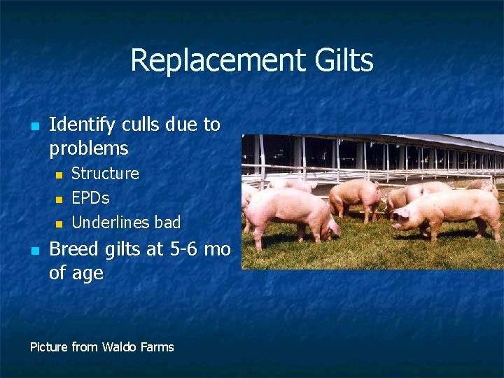 Replacement Gilts n Identify culls due to problems n n Structure EPDs Underlines bad