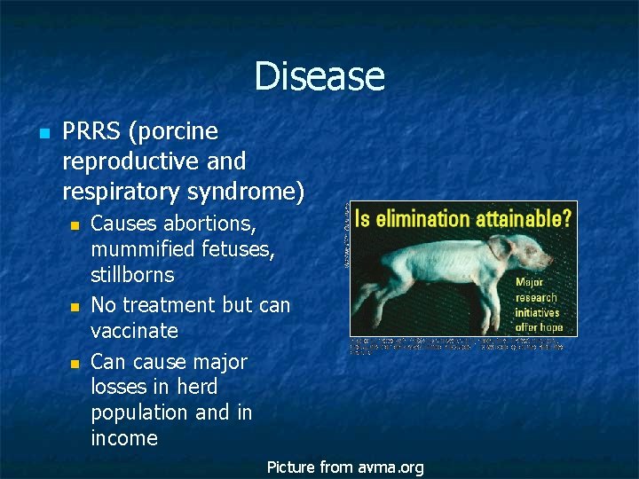 Disease n PRRS (porcine reproductive and respiratory syndrome) n n n Causes abortions, mummified