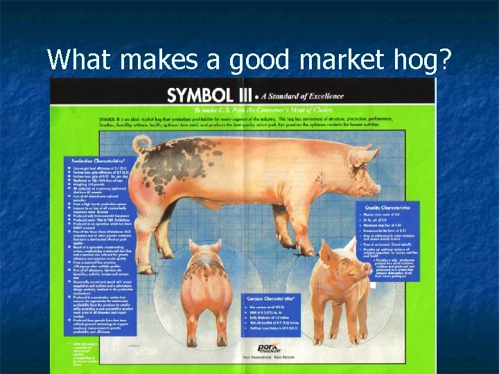 What makes a good market hog? 