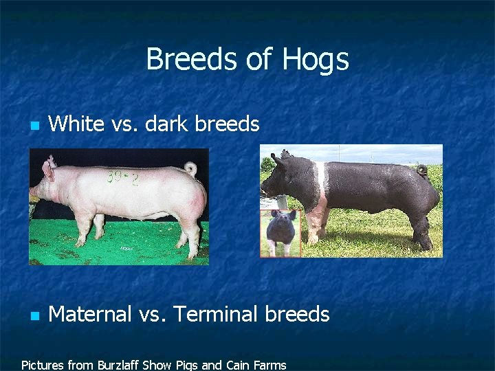 Breeds of Hogs n White vs. dark breeds n Maternal vs. Terminal breeds Pictures
