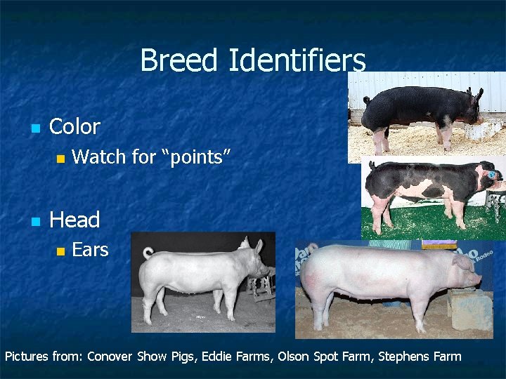 Breed Identifiers n Color n n Watch for “points” Head n Ears Pictures from: